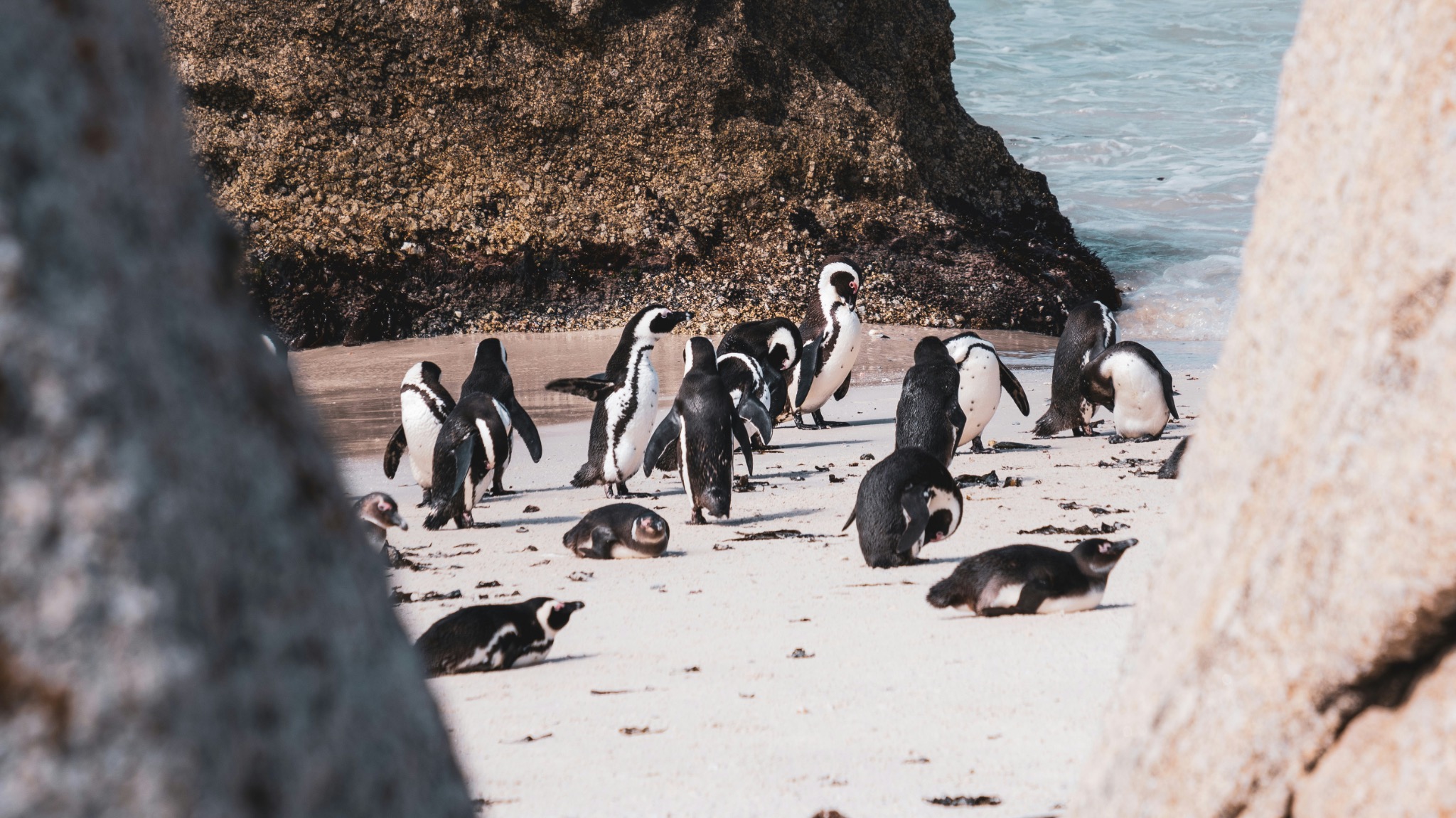 Pingüinos africanos entre las rocas de Boulders Beach